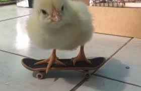 A chicken riding a skateboard, because. Chicken Skate On Make A Gif