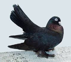 Kazan Tumbler Pigeon Rostov Tumbler Pigeon Pictures Encyclopedia Of Pigeon Breeds Ptaki