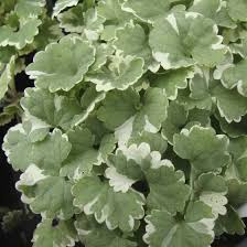Image result for Glechoma  hederacea