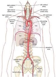The Aorta Is The Largest Artery In The Body The Aorta Begins At The Top Of The Left Ventricle The Heart S Massage Therapy Abdominal Aorta Human Anatomy Chart