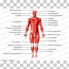 I always found a diagram of the human body to be very useful when it came to training. Muscle Tissue Human Body Anatomy Png Clipart Anatomy Bone Cardiac Muscle Cell Connective Tissue Free Png Download