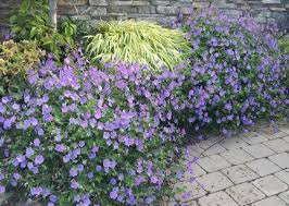 Geranium Rozanne This Is One Of The Best Perennial Geraniums Around Description From Pinterest Com I Searched Fo Geranium Rozanne Potted Geraniums Geraniums