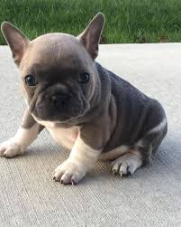 The puppies have been exposed to young children and other dogs. French Bulldog Puppies French Bulldogs For Adoption Facebook