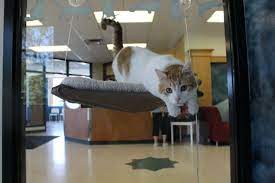 My Name Is Lido I Have Been Sitting At The Animal Humane Society At Their Buffalo Shelter For A Long Time Won T You Com Animal Shelter Animals Humane Society