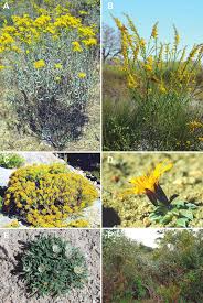 Image result for Nidorella spartioides