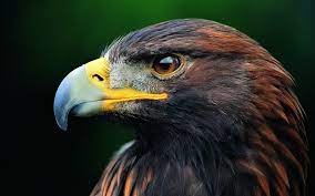 Eagle Hd Wallpapers Pictures Hd Wallpapers Adler Bilder Hintergrundbilder