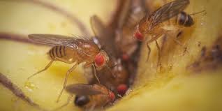 Connaitre La Mouche A Fruits