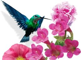 Image result for Dicliptera pumila