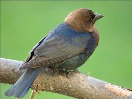 Birds Native To Pennsylvania Birds Of Western Pennsylvania Bird Photo Pretty Birds Beautiful Birds