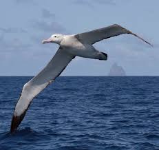 Wandering Albatross Birds In The Sky Sea Birds Albatross