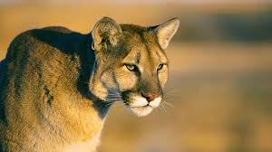 Mountain Lion Found Dead In Cameron County Fourth Seen In Rgv In 15 Years By Tpwd Kveo Tv