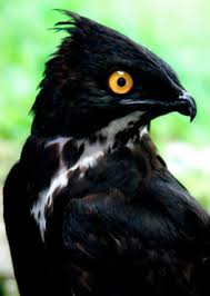 Holy Fast Food Bat Hawk Featured Creature Animals Beautiful Birds Pet Birds