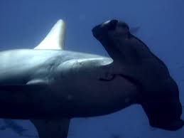 De 20 a 30 años. El Tiburon Martillo Va A Tener Mas Proteccion En El Pacifico De Costa Rica