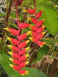 Heliconia Flowers In Maui Rainforest Rainforest Plants Heliconia Plant Crafts