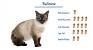 Balinese Cat Kitten