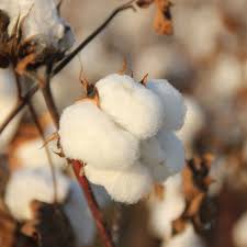 Image result for Gossypium barbadense