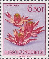 Image result for Thonningia