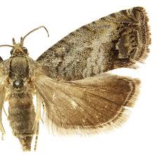 Image result for Cydia splendana