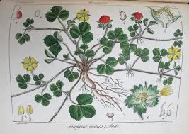 Image result for Duchesnea indica