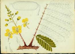 Image result for Caesalpinia decapetala