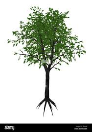 Image result for Dombeya kirkii