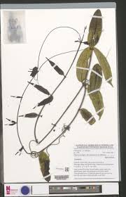 Image result for Landolphia violacea