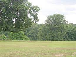 I met her in a field, she was ragged, she had no shoes. File Treesgrovelands Jpg Wikipedia