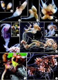 Image result for Afrothismia zambesiaca