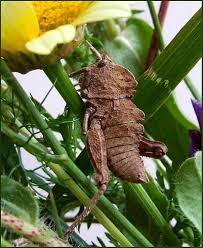 Dark Roasted Blend Glamorous Insects Insects Beautiful Bugs Insect Photography