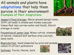 All Animals And Plants Have Adaptations That Help Them Survive In Their Environment Examples Of Plant Adaptations Support Food Storage Above Ground Ppt Download