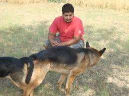 We had 9 they are 1st litters generation from the same parents. Pets Pakistan German Shephered Puppies For Sale