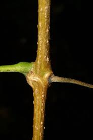 Image result for Vitaceae