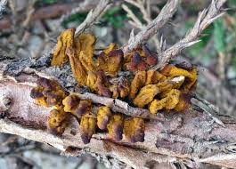 Image result for rez rzivost ostru%u017Einy