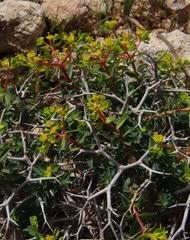 Image result for Euphorbia mossambicensis