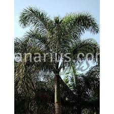 Image result for Wodyetia