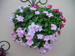 Image result for Catharanthus roseus