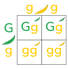 In rabbits, gray hair (g) is dominant to white hair (g), and black eyes (b) are dominant to red eyes (b). Punnett Square Wikipedia