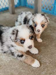 Australian Shepherd Puppies Australian Shepherd Blue Eyes Aussie Shepherd Puppy Blue Eyed Dog
