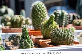 These easy steps on how to propagate a cactus. Shutterstock Puzzlepix