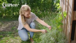 Lavendel steht in vielen gärten und vertreibt dort seinen wohltuenden duft. Lavendel Richtig Schneiden Mein Schoner Garten