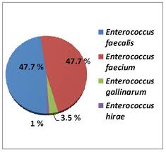 Image result for Enterococcus