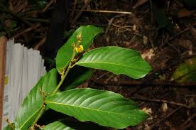Image result for Hugonia platysepala