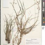 Image result for Agrostis kilimandscharica