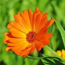 Itu singkatan dari sinar matahari, yang menandakan awal yang. Bunga Marigold Melembapkan Dan Menyegarkan Kulit Mengatasi Tanda Tanda Penuaan Dini Seperti Keriput Dan Bintik Hitam Aroma Bunga Bunga Menanam Bunga