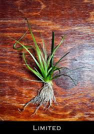Image result for Eriocaulon schimperi