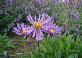 Image result for Aster chimanimaniensis