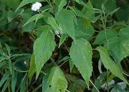 Image result for Ageratinastrum