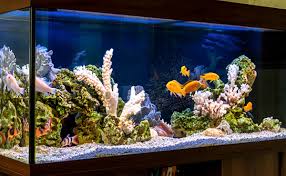 Itu bertujuan agar ikan mas koki lebih leluasa dan menghindari stres pada ikan. Cara Budidaya Ikan Koi Di Aquarium Yang Baik Dan Terbukti Menghasilkan