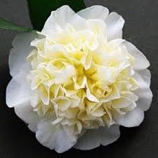 Camellia Camellia Japonica Brushfield S Yellow
