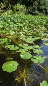 Image result for Hydrocotyle ranunculoides